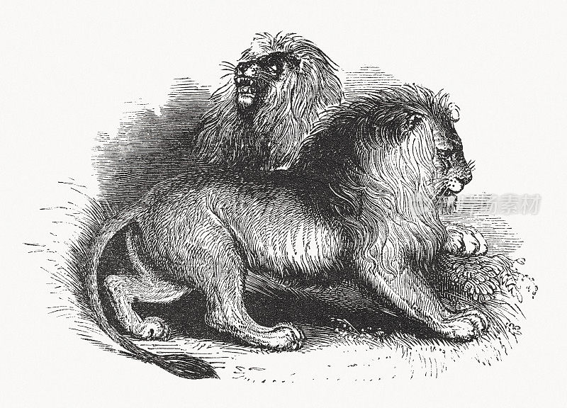 亚洲狮子(Panthera leo persica)，木版画，出版于1862年